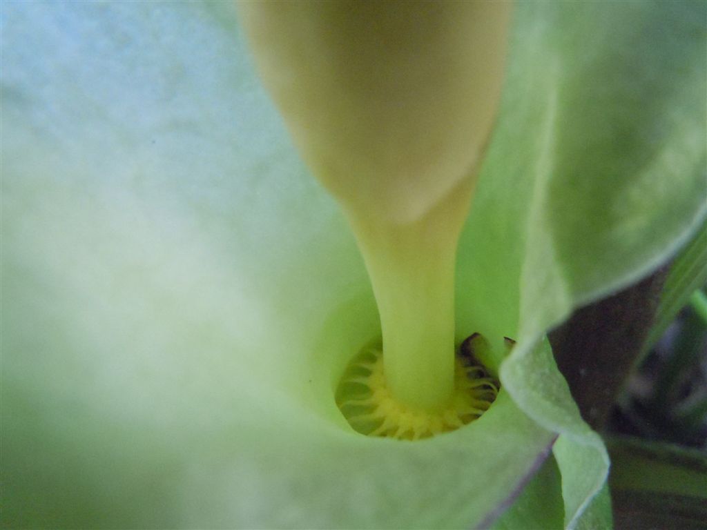 Arum italicum